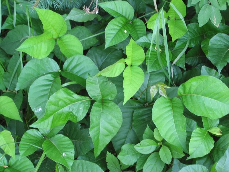 Waxhaw Poison Ivy